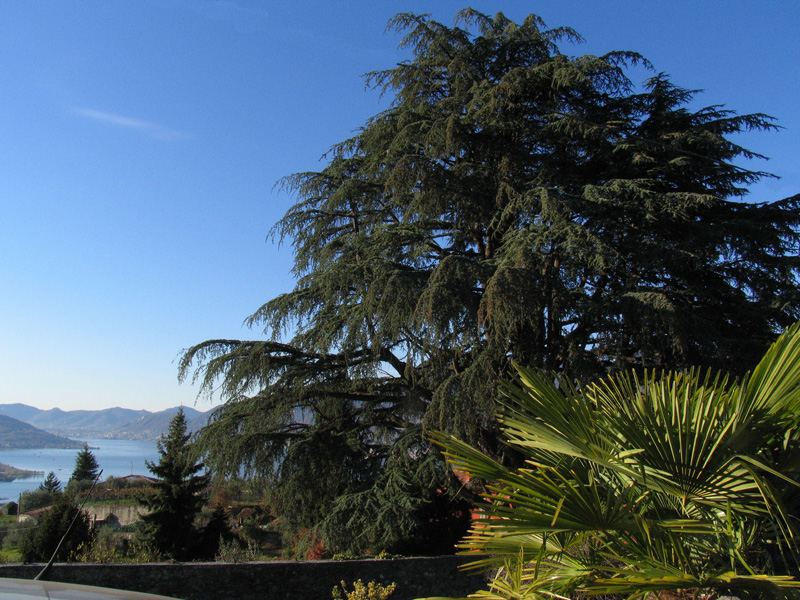 Cedrus atlantica (Endl.) Carriere / Cedro d''Atlante